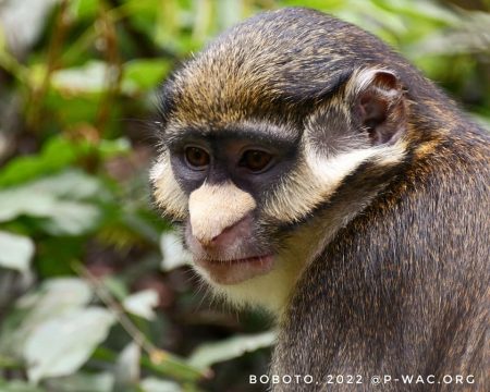 Photo du singe Boboto suivi par P-Wac